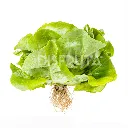 Caja Lechuga Eva® Francesa GRL 2.webp