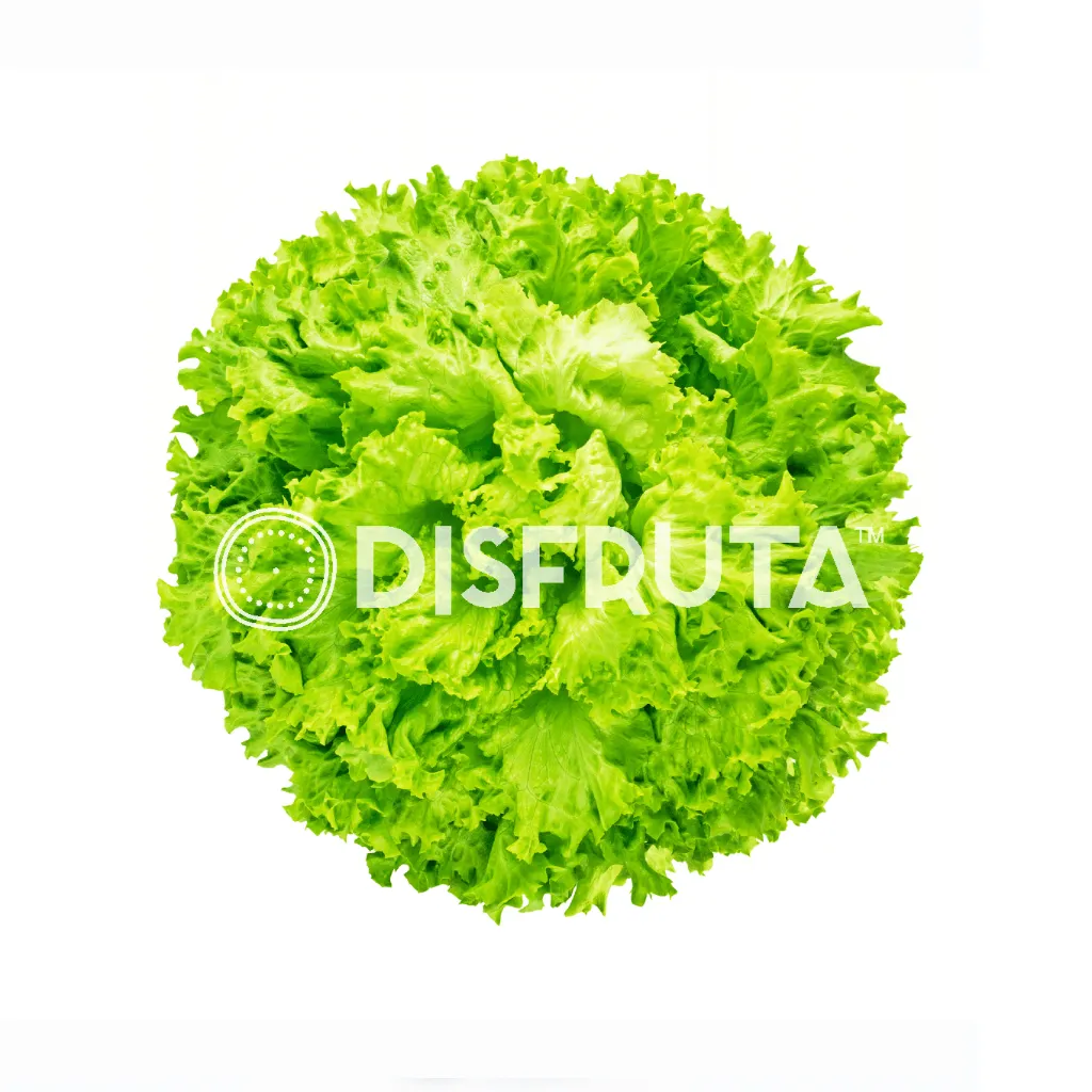 Lechuga Eva Italiana GRL 1.webp