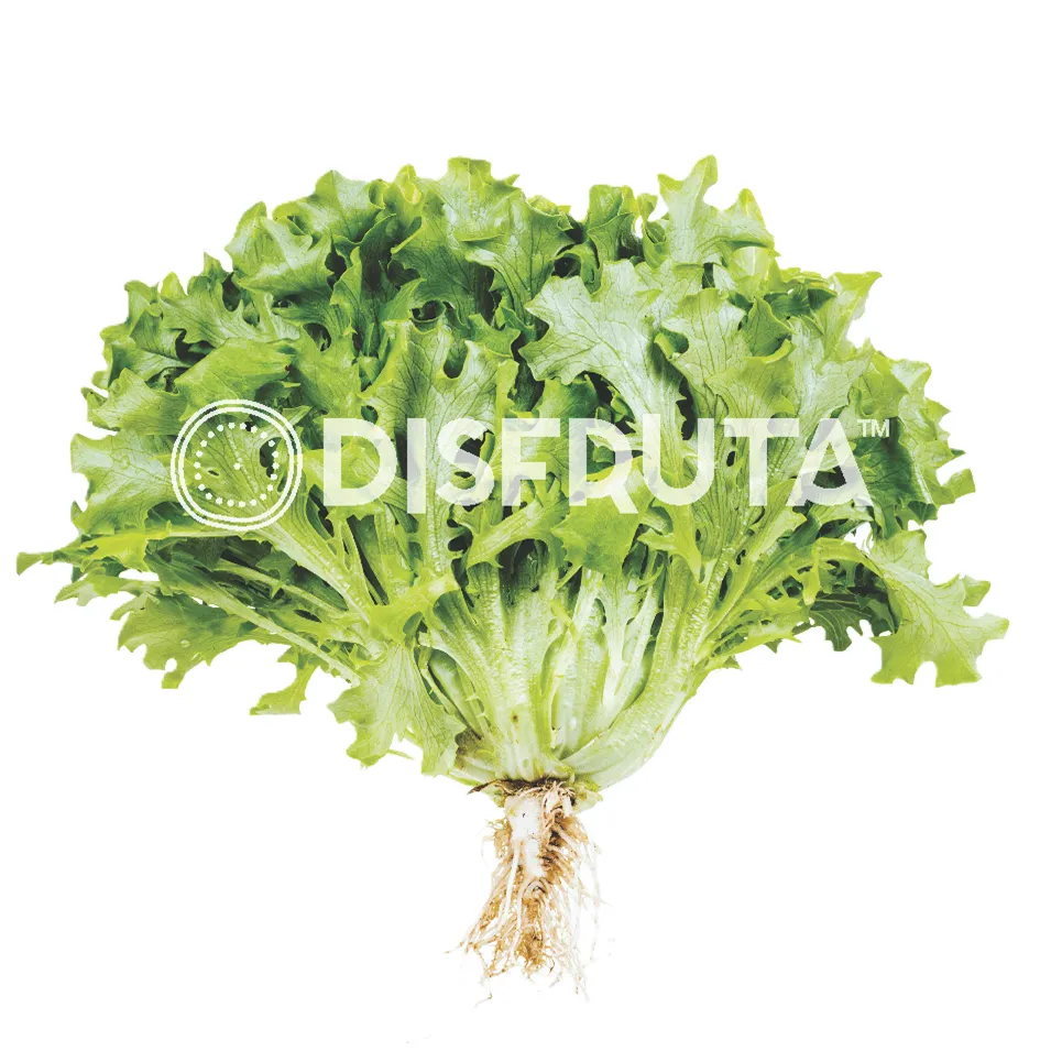 Lechuga Eva Italiana GRL 2.webp