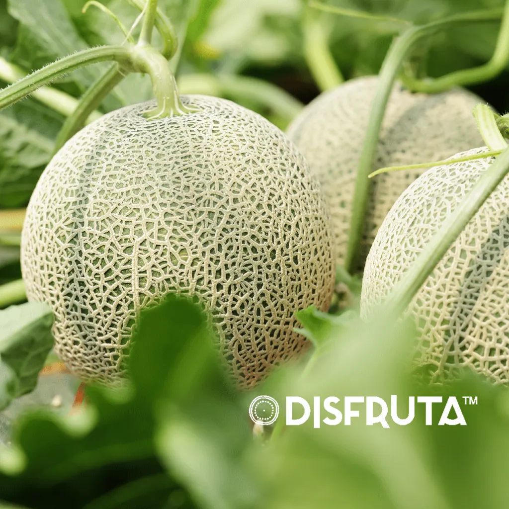 Melón Cantaloupe Disfruta™ 3.webp