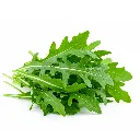 Arúgula ISO WB Disfruta®.webp