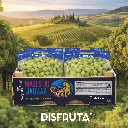 Uva Majestic Jaguar Sheegene 21 WDN-BX.webp