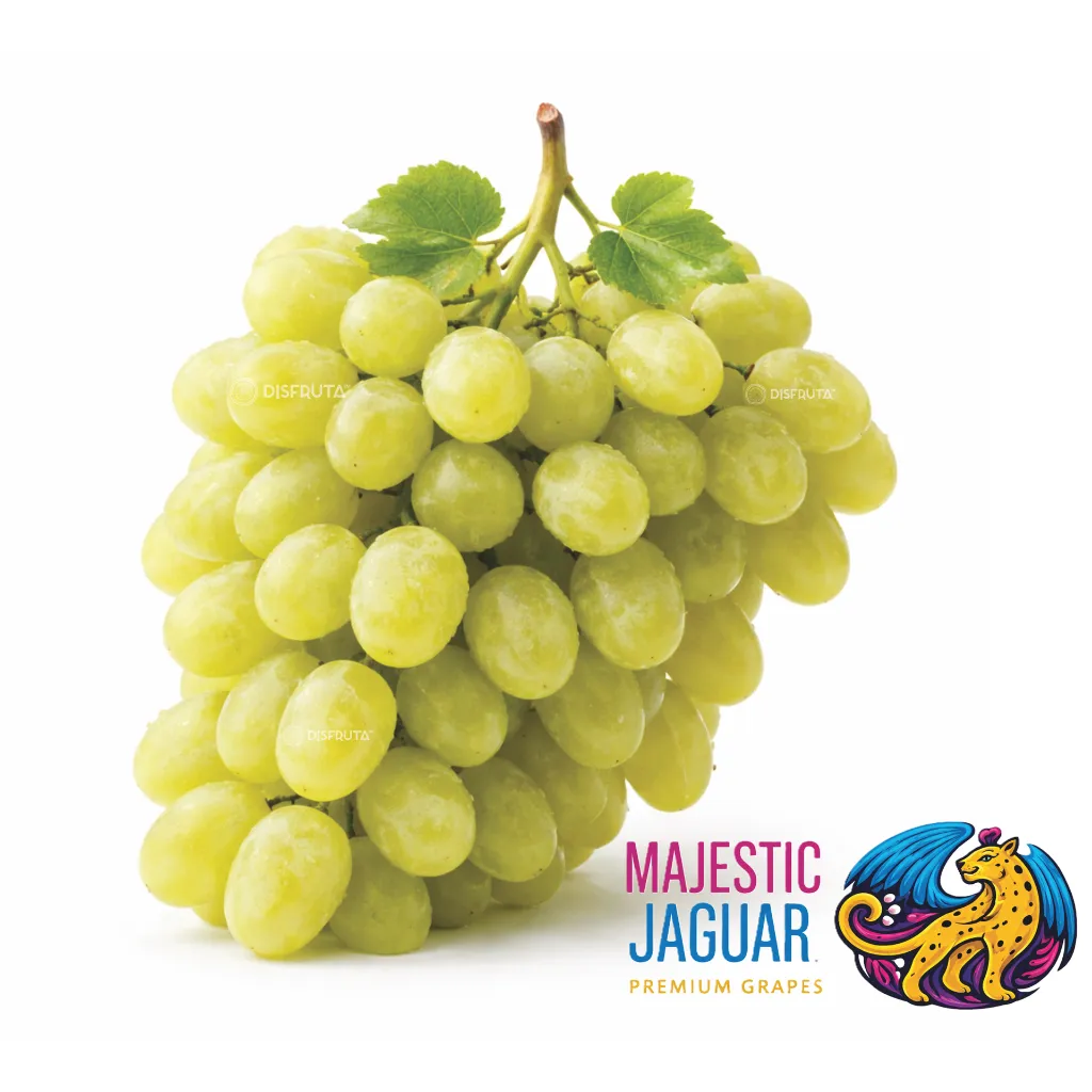 Uva Ivory Majestic Jaguar Sheegene GRL.webp