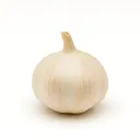 Ajo Macho | Solo Garlic | Morelos | GRL                                                                               