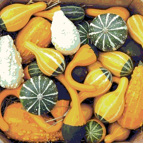 Calabaza Fantasy | Chihuahua |  Ornamental | GRL                                                                               