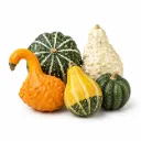 Calabaza Fantasy | Guanajuato | Ornamental | GRL
