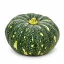 Calabaza India | Morelos  | GRL                                                                               