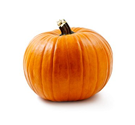Calabaza Jack | Chihuahua |  GRL                                                                               