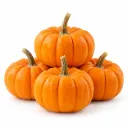 Mini Jack Pumpkin | Chihuahua | GRL                                                                          