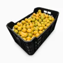 Ciruela Mansa Amarilla | Spondias Purpurea L. | Jalisco | C-PLS ±18Kg