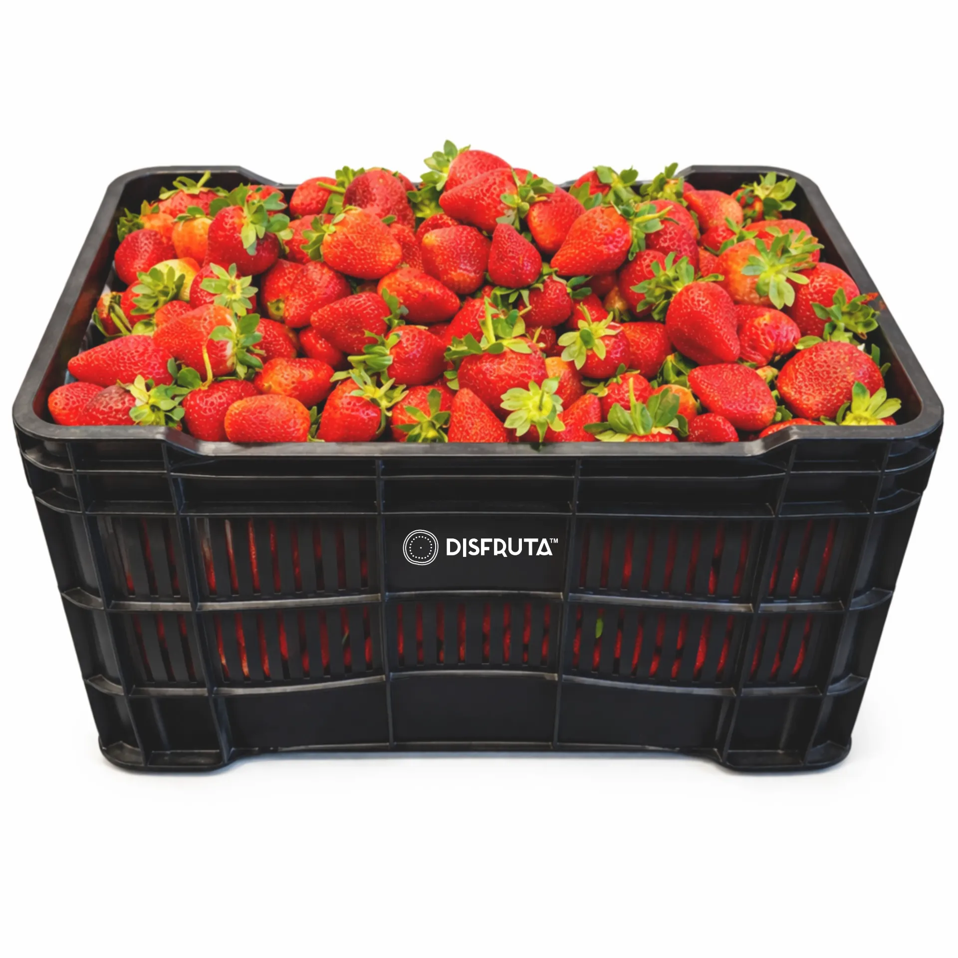 Camino Real Strawberry |  Guanajuato | PLS-CRT ±20Kg                                                                               