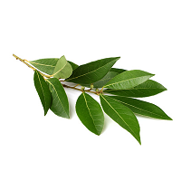 Hoja De Laurel | Deshidratado | Pack 50Gr                                                                               