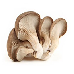Hongo Seta Ostra | Morelos | Pack 200 GR                                                                                 