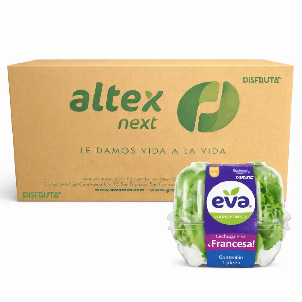 Lechuga Hidropónica Francesa | Eva®| Guanaujuato | C-CTN 6 Clamshells x1 