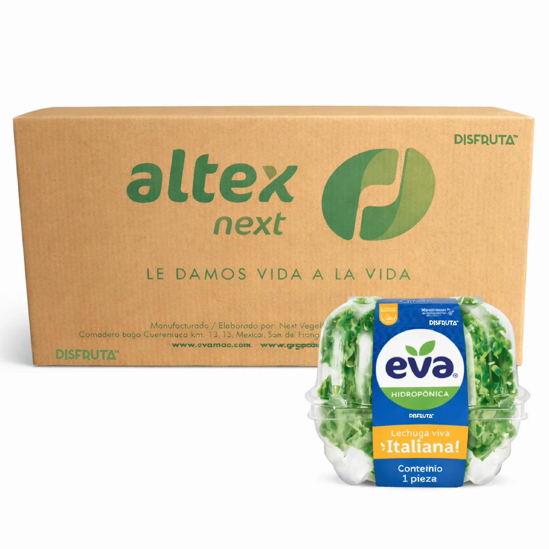 Lechuga Hidropónica Italiana | Eva® | Guanajuato | C-CTN 6 Clamshells x1