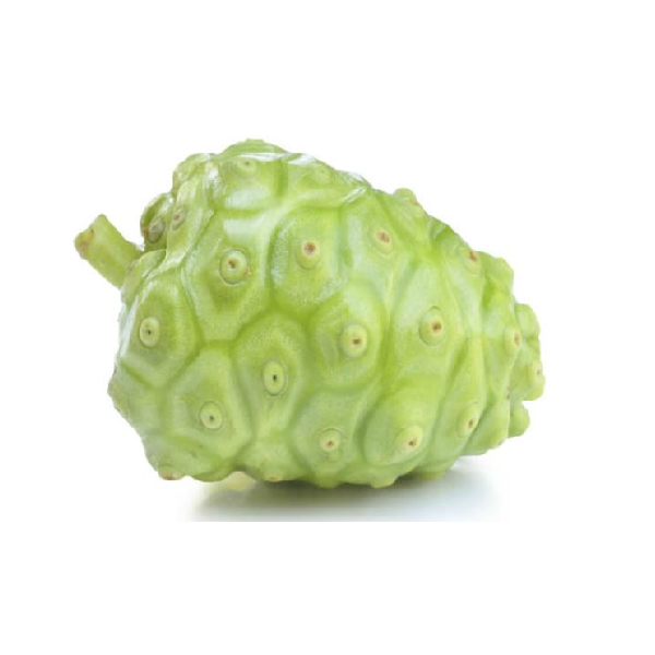 Noni | Tuna De La India | Nayarit | GRL                                                                               