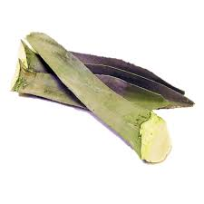 Hoja de Maguey | Guanajuato | GRL                                                                               