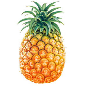 Pineapple | MD-2  | Veracruz | BLK                                                                              