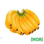 Cavendish Banana | WD-CR | Colima |  GRL                                                                               