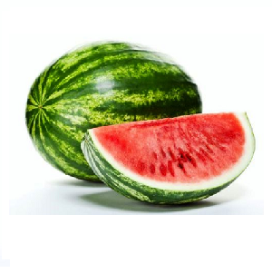 Watermelon | Charleston | Chihuahua |  BLK                                                                              