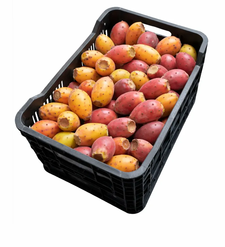 Tuna Amarilla | Zacatecas | C-PLS ±17Kg