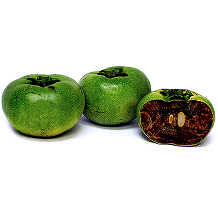 Sapote Negro | Diospyros nigra | Veracruz |  GRL                                                                               