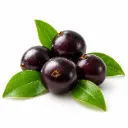 Jaboticaba | Morelos | BLK                                                                   