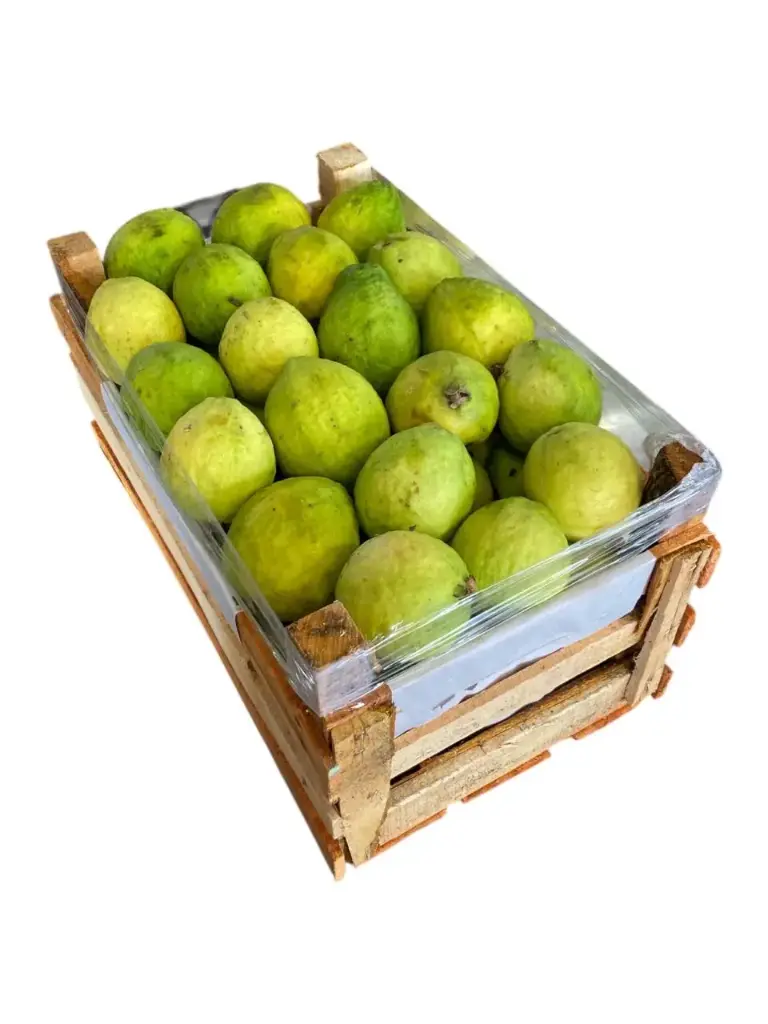 Guava (Var.Creole) | # X | Michoacán | C-MDR ±8.5K±17.4Lb                                                                              