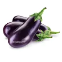 Berenjena Lydia | Jalísco | Grl