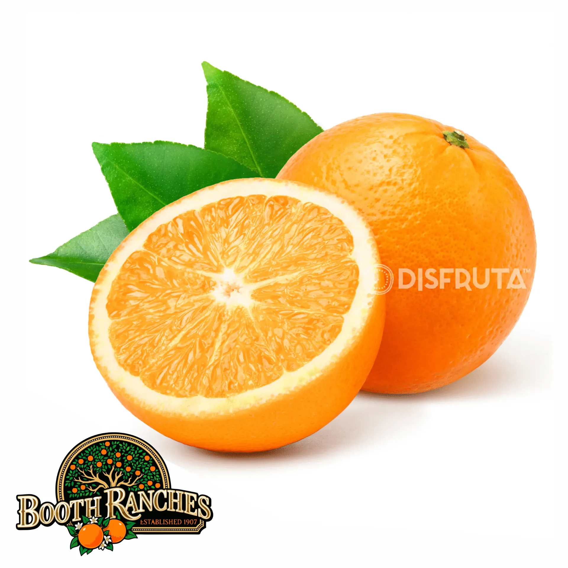 Naranja Navel | Booth Ranches® | C #72's | California | GRL