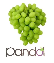 Uva Ivory™ | Pandol® | California | GRL