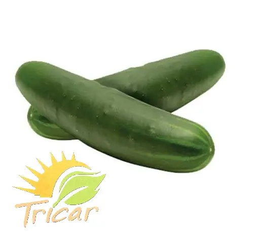 Pepino Americano | P.Inv. | Tricar® | Sinaloa | GRL                                                                                   