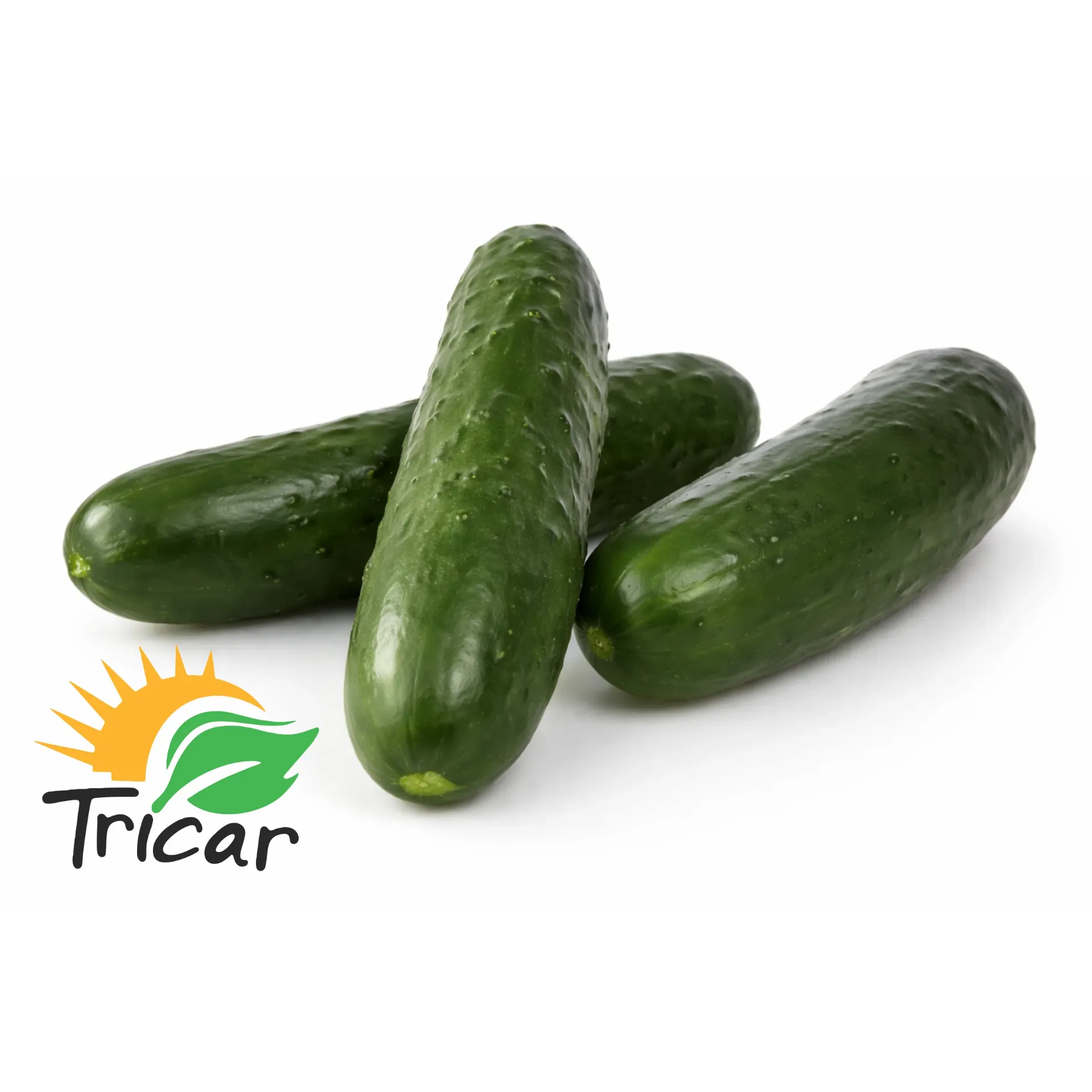 Pepino Americano | Tricar® | Sinaloa | GRL