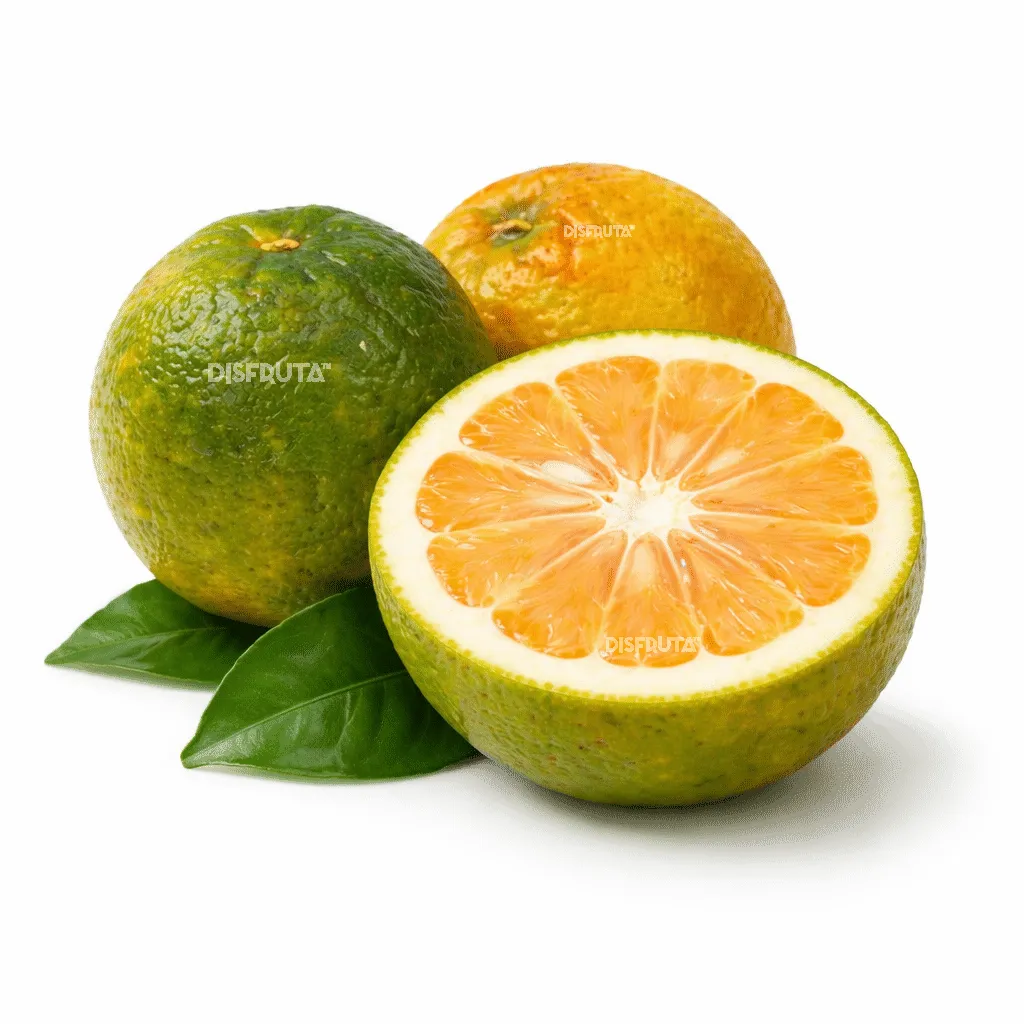 Naranja Amarga | Citrus × aurantium | Guanajuato | GRL