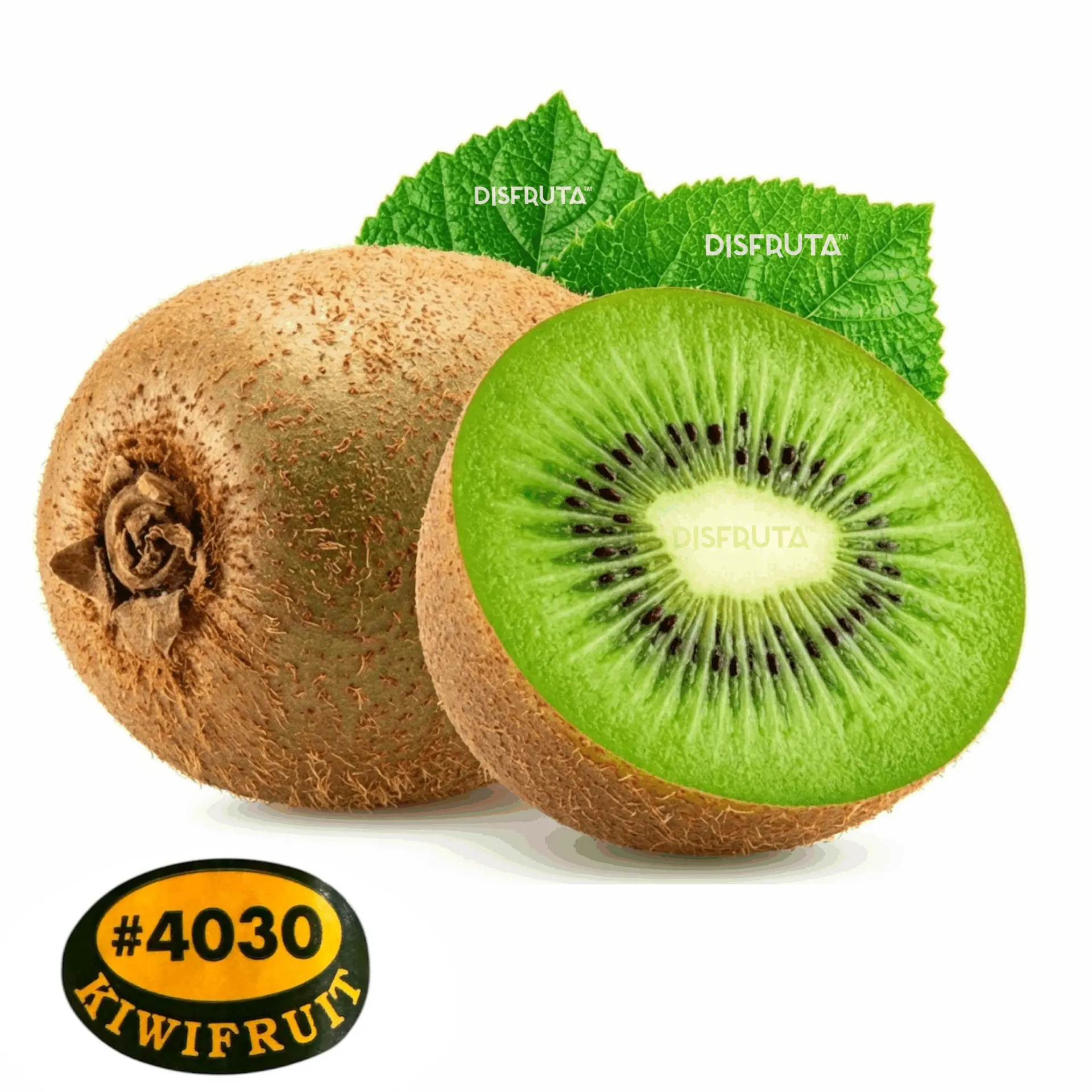 Kiwi Hayward | CAT.2 | C #25's | GEN | Italia | GRL