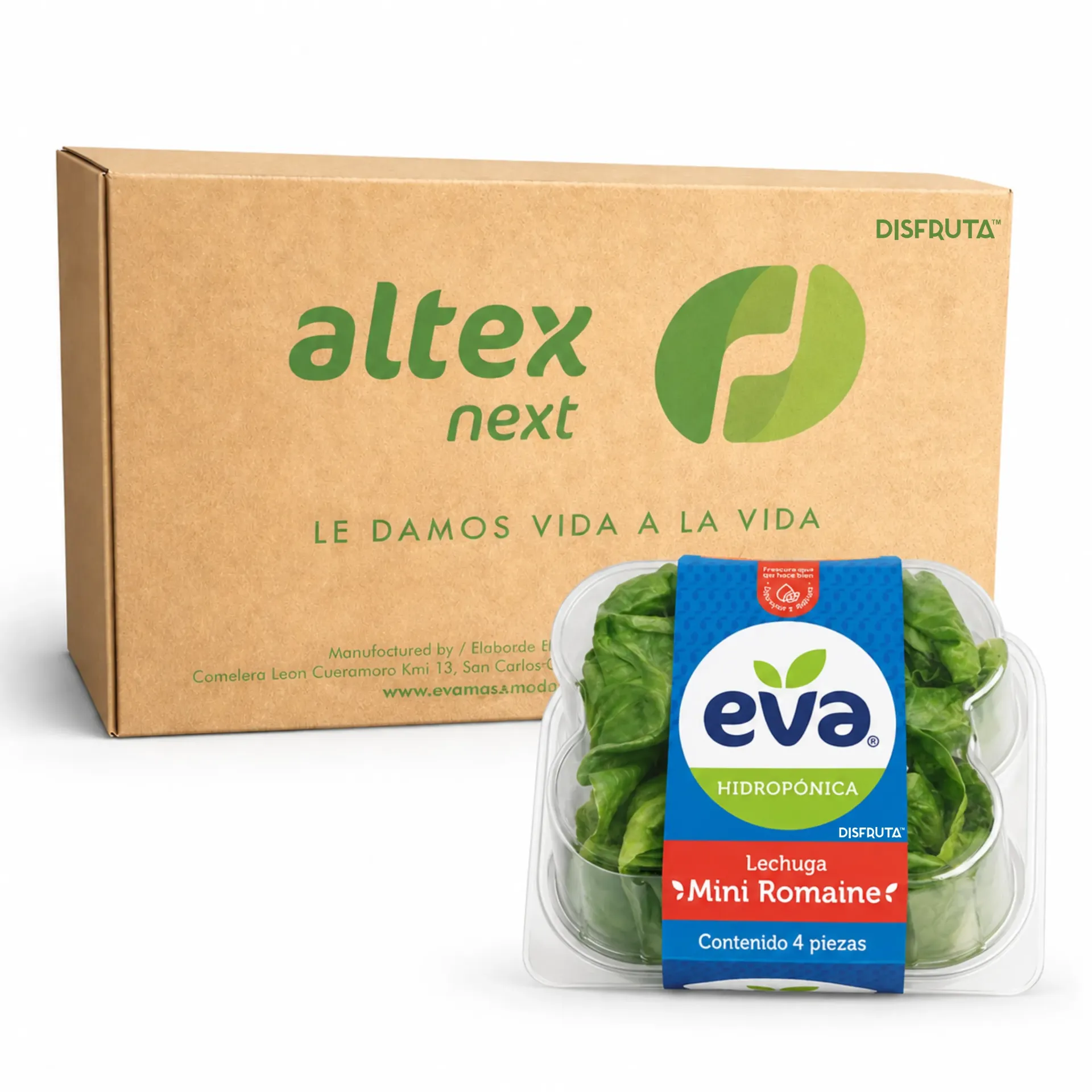 Mini Romaine Lettuce Hearts | Eva ® | Guanaujuato | CRB-BX 8 Clamshells x 4U                                                                              