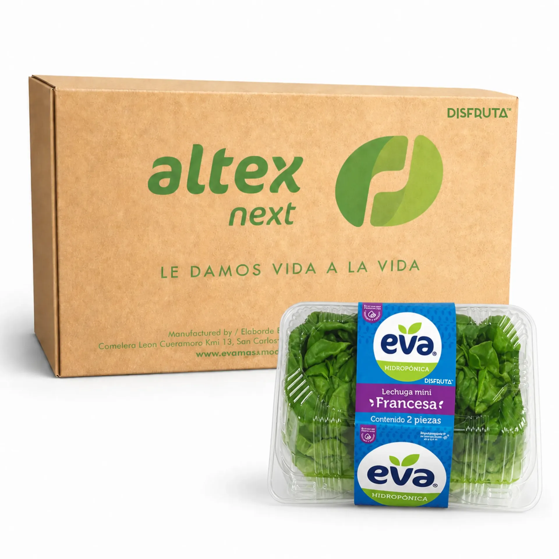 Lechuga Hidropónica Mini Francesa | Eva®| Guanajuato | C-CTN 12 Clamshells 2U