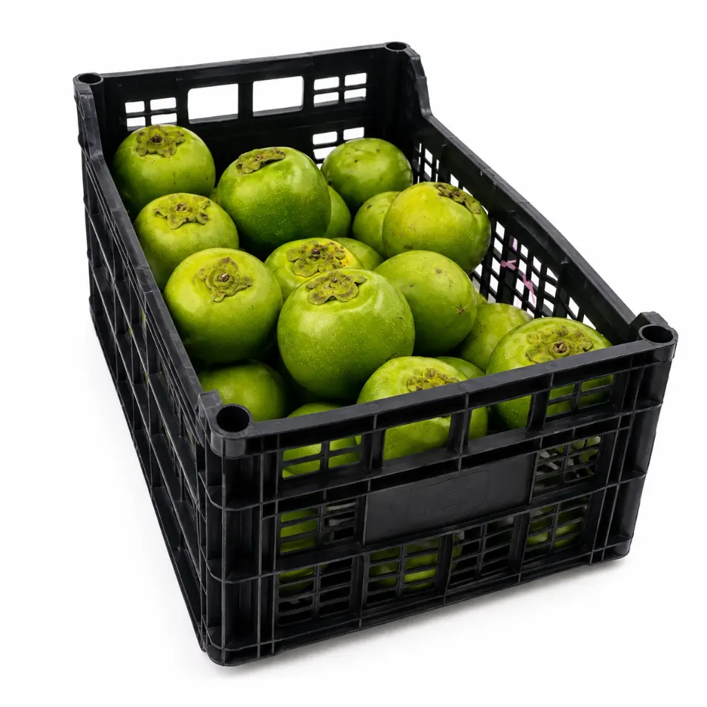 Sapote Negro | Diospyros nigra | Veracruz | C-PLS ±10Kg