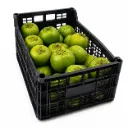 Sapote Negro | Diospyros nigra | Veracruz | C-PLS ±10Kg