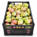 Xoconostle Rosa | Opuntia Joconostle | Est. Mex. | C-PLS 10Kg