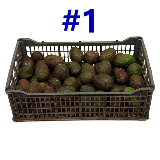 Aguacate Hass | # 1° | Michoacán | C-PLS ±10KG                                                                 