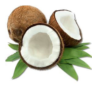 Fresh Coconut | W/O Exocarp  | Guerrero                                                                               