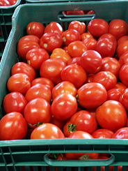 [XTOSA30] Tomatoe Var. Saladet | P. Greenhouse | Guanajuato | PLS-CRT ±66LBS                                                                         