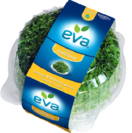 [EVITA1] Lechuga Hidropónica Italiana | Eva® | Guanajuato 
