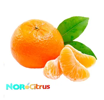 Mandarina Tango | #3 | Gold Cup® | Perú | GNL (copia)