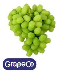 Uva Ivory™ | SH-21 | GrapeCo® | California | GNL