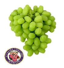 Uva Ivory™ | SH-21 | Grape King® | California | GNL (copia)