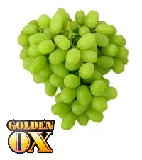 Uva Ivory™ | SH-21 | Golden OX® | California | GNL
